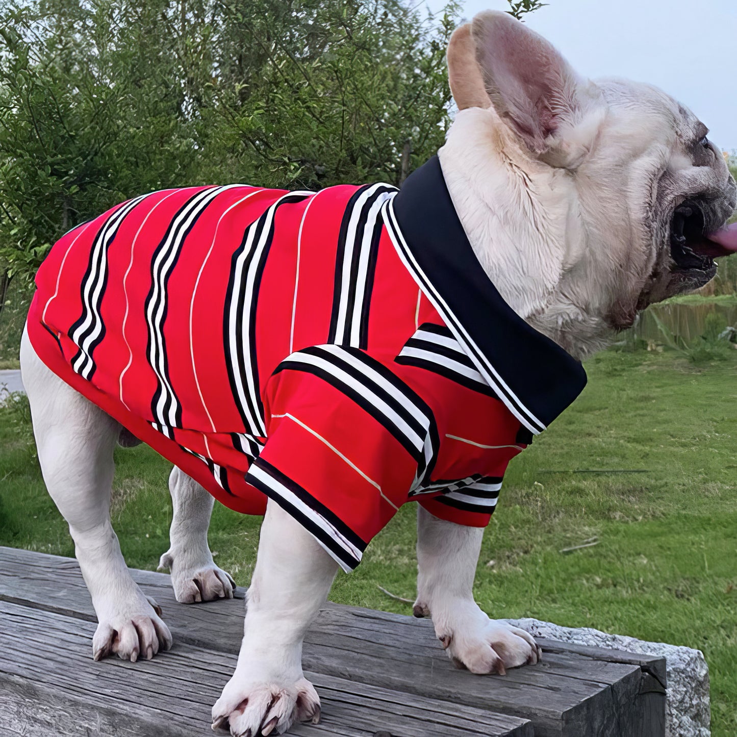 Fashion Striped Polo Pet Shirt Medium