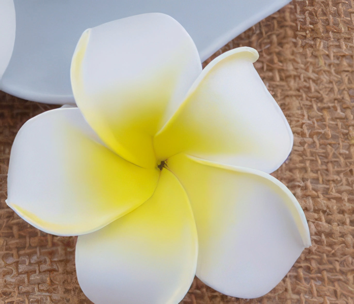 Plumeria Foam Flower Hair Clip Sm